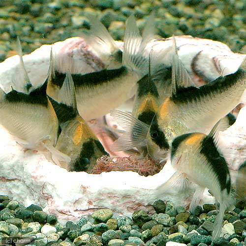 �����¡˻����ݾڤʤ������ȥ��͢�����˥��ȥߥߥ������ܡ�10g�����