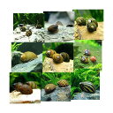 (エビ・貝)おまかせカノコ貝(5匹)