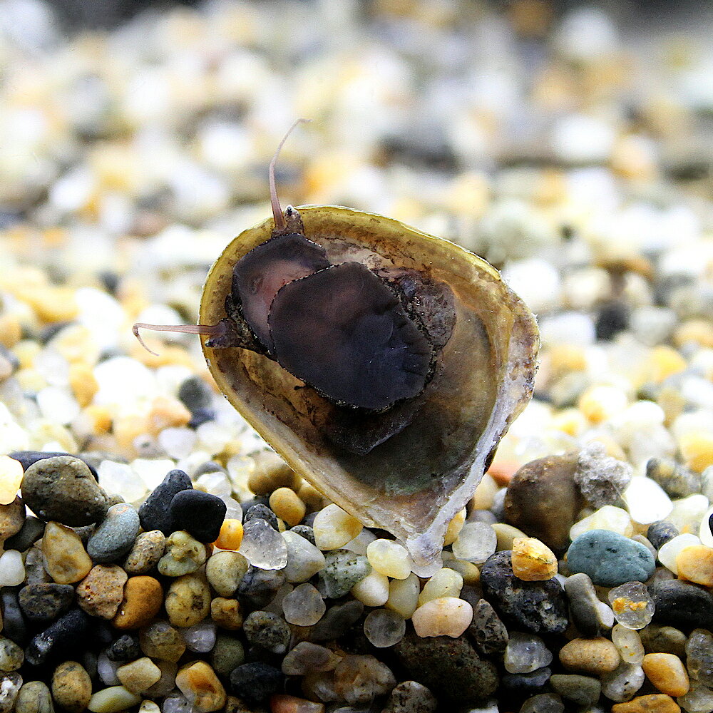 �ʥ��ӡ����˥�����ꥫ�Υ�����10ɤ�ˡ��̳�ƻ���彣�Ҷ������ݲ�