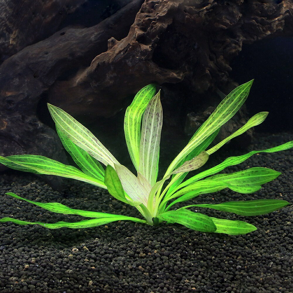 （水草）エキノドルス　ジャガー（水中葉）（無農薬）（1株）