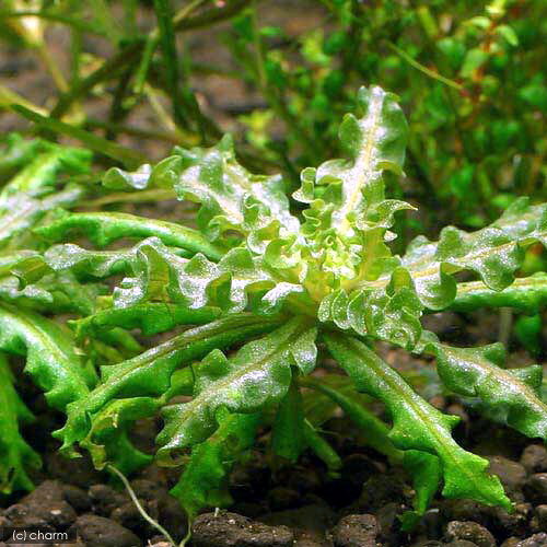 （水草）ポゴステモン　ヘルフェリー（水中葉）（無農薬）（1株）