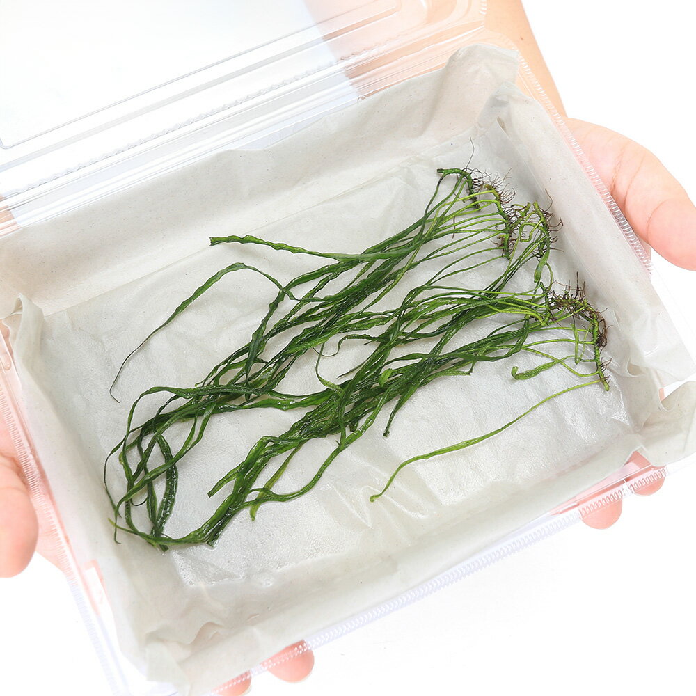 �ʿ���˥ߥ������ꥦ�ࡡ�ܥʥ����꡼�աʿ����աˡ�̵�����ˡ��տ�3��5��ˡ�3��ʬ��