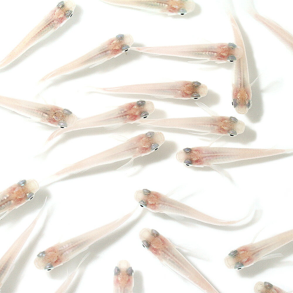 �ʤ��������������12ɤ��