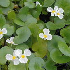 （ビオトープ）水辺植物　トチカガミ（1株）　浮葉植物