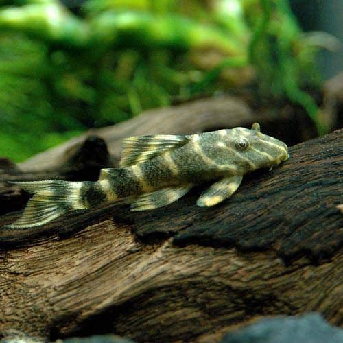 （熱帯魚）タイガープレコ（ワイルド）（3匹）　北海道・九州航空便要保温