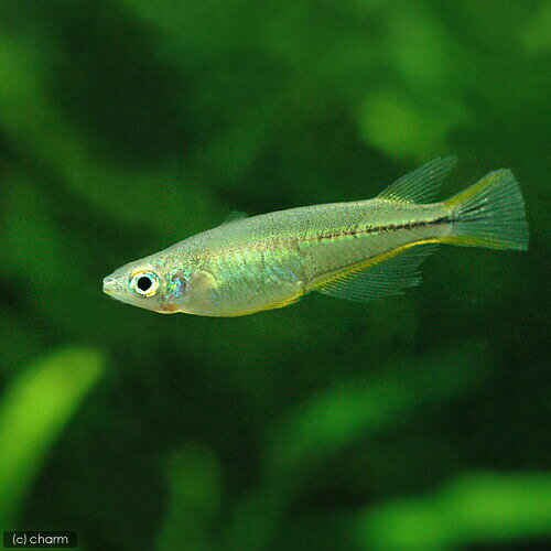 （熱帯魚）セレベス・メダカ（12匹） 北海道・九州航空便要保温