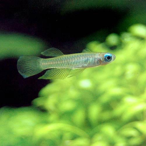 （熱帯魚）アフリカン・ランプアイ（ワイルド）（12匹） 北海道・九州航空便要保温