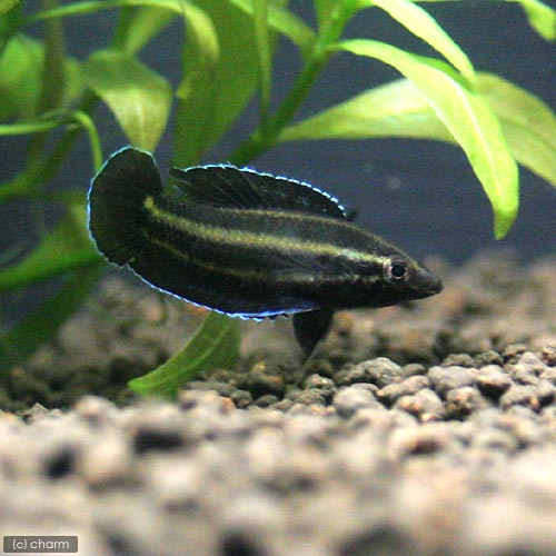 Other - （熱帯魚）リコリスsp．ブルーライン（1匹）　北海道・九州航空便要保温