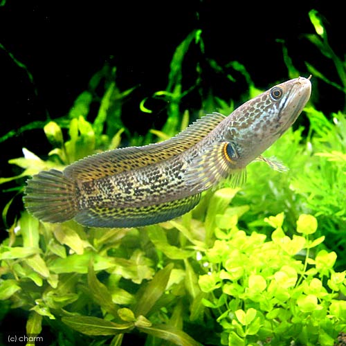 （熱帯魚）バイオレット・スネークヘッド（1匹）　北海道・九州航空便要保温