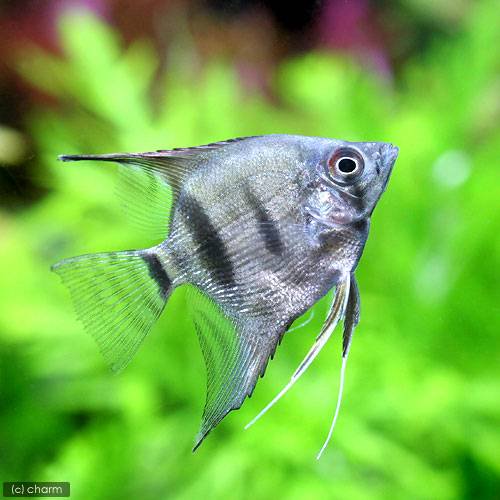 Angel Fish - （熱帯魚）シルバーダイヤモンド・エンゼルフィッシュ（国産ブリード）（3匹）　北海道・九州航空便要保温