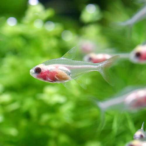 紅蓮燈 - （熱帯魚）ゴールデンパンダ・プリステラ（10匹）　北海道・九州航空便要保温