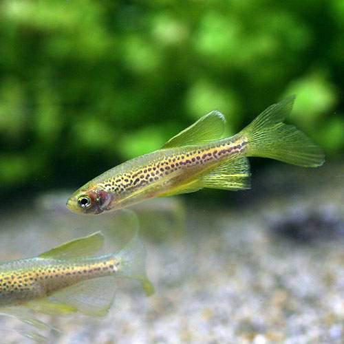 （熱帯魚）ロングフィンレオパード・ダニオ（30匹）　北海道・九州航空便要保温