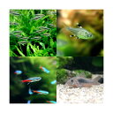 （熱帯魚）60cm水槽用定番セット　ネオンテトラ10匹＋ブラックネオン10匹＋プリステラ6匹＋コリド ...