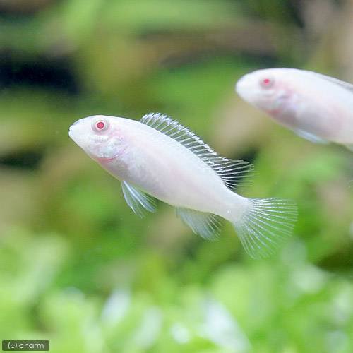 （熱帯魚）ペルヴィカクロミス・プルケール　アルビノ（ペルマト）（3匹）　北海道航空便要保温