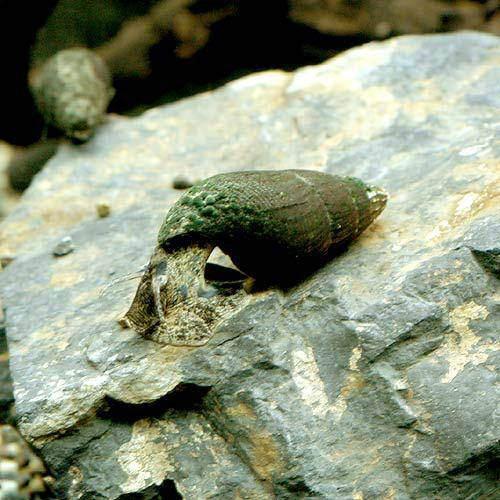 （エビ・貝）生餌　カワニナ（300g）　活餌