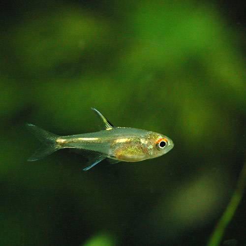 Neon Tetra - （熱帯魚）ブリタニクティス・イエロー（5匹）　北海道・九州航空便要保温