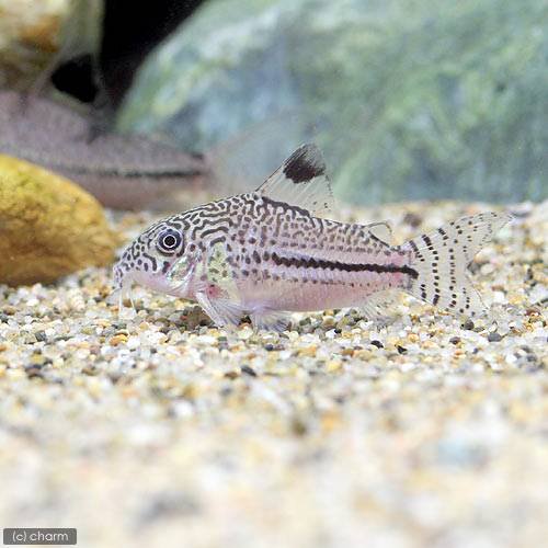 Other - （熱帯魚）コリドラス・ジュリー　ロンドニア（ワイルド）（3匹）　北海道・九州航空便要保温　沖縄別途送料