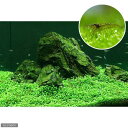 (エビ)(水草)グロッソスティグマ(水中葉)(無農薬)(3パック分)+ミナミヌマエビ(20匹)(説明書付)