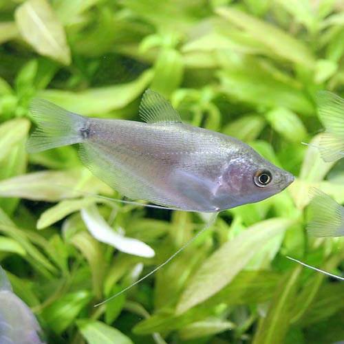 （熱帯魚）シルバー・グラミー（1匹）　北海道・九州航空便要保温