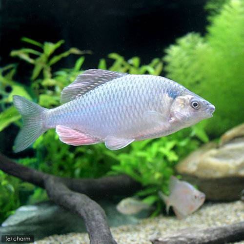 （淡水魚）カネヒラ　XLサイズ　（1ペア）