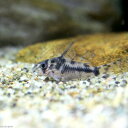 (熱帯魚)コリドラス・ボエセマニー(ブリード)(1匹) 北海道航空便要保温 沖縄別途送料