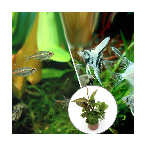 （熱帯魚）（水草）ビギナースタートセット　グローライト・テトラ（10匹）　＋ミックス・エンゼル　Sサ ...