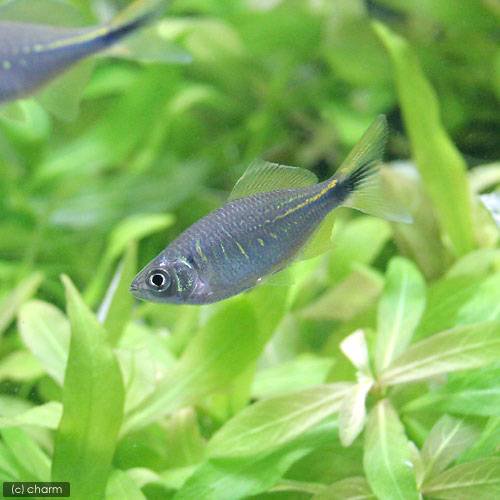 （熱帯魚）ダニオ・デバリオ（1匹）　北海道・九州航空便要保温