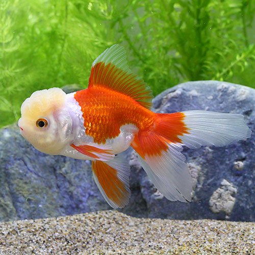 金鱼 - （国産金魚）飯田オランダ獅子頭　更紗（3匹）