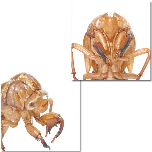 �ʺ���˥��ߤ�ȴ���̡�ML��������5�ġ�