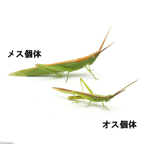 charm 3980 楽天市場店の（昆虫）ショウリョウバッタモドキ　メス　成虫　WD（1匹）　北海道・九州航空便要保温｜アングル2