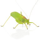 (昆虫)ハタケノウマオイ オス 成虫 WD(1匹)