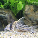 (熱帯魚)コリドラス ウルトラシュワルツィ(ワイルド)(1匹) 北海道航空便要保温 沖縄別途送料