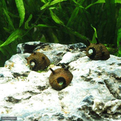 �ʥ��ӡ����˥������д�����100ɤ�ˡ��̳�ƻ���彣�Ҷ������ݲ�