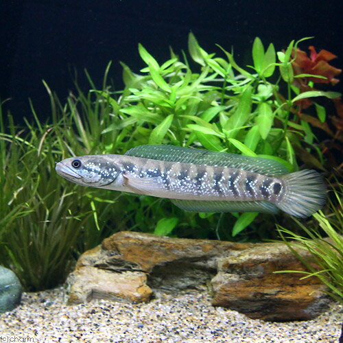 （熱帯魚）コウタイ Mサイズ（1匹） 北海道・九州航空便要保温