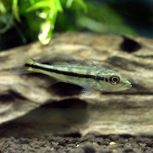 Other - （熱帯魚）キクラ・ピクティ　Sサイズ（約5〜10cm）（ブリード）（1匹）　北海道・九州航空便要保温