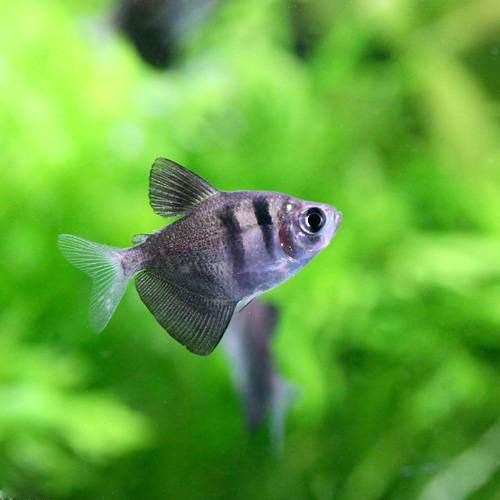 Neon Tetra - （熱帯魚）ブラック・テトラ（12匹）　北海道・九州航空便要保温