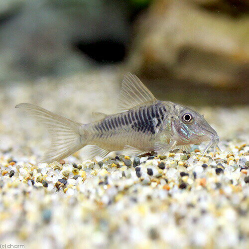 （熱帯魚）コリドラス・セプテントリオナリス（ブリード）（1匹）　北海道・九州航空便要保温