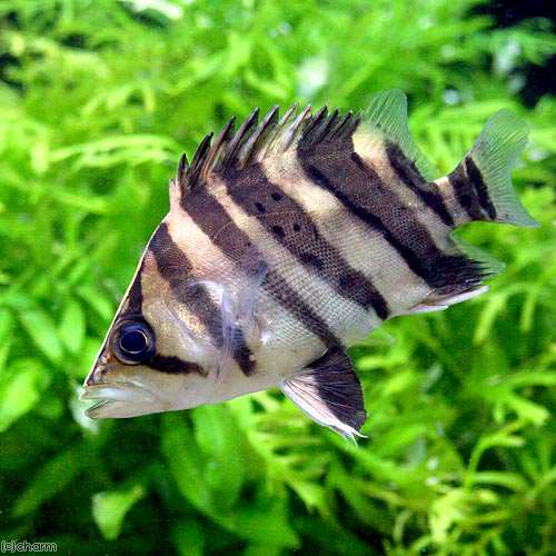 ダトニオプラスワン(14㎝ほど)➕アルビノプレコS2匹➕他1匹