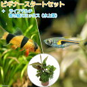 （熱帯魚）（水草）ビギナースタートセット　ラスボラ・ヘンゲリー（6匹）　＋クラウンローチ（2匹）　北海道・九州航空便要保温