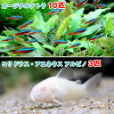 （熱帯魚）カージナルテトラ（ワイルド）（10匹）　＋　コリドラス・アエネウス　アルビノ（3匹）　北海 ...