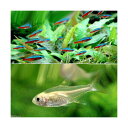 (熱帯魚)カージナルテトラ(ワイルド)(10匹)+ゴールデン・プリステラ(6匹) 北海道航空便要保温