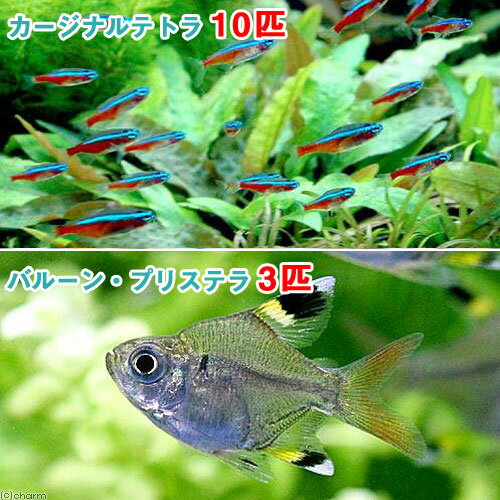 （熱帯魚）カージナルテトラ（ワイルド）（10匹）＋バルーン・プリステラ（3匹）　北海道・九州航空便要 ...