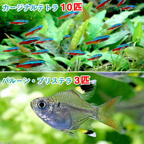 （熱帯魚）カージナルテトラ（ワイルド）（10匹）＋バルーン・プリステラ（3匹）　北海道・九州航空便要保温