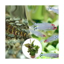 (熱帯魚)(水草)ビギナースタートセット ラミーノーズ・テトラ(ブリード)(6匹) +クーリーローチ(3匹) 北海道航空便要保温