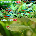 (熱帯魚)カージナルテトラ(ワイルド)(10匹)+レモン・テトラ(6匹) 北海道航空便要保温