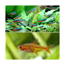 (熱帯魚)カージナルテトラ(ワイルド)(10匹)+ファイアー・テトラ(12匹) 北海道航空便要保温