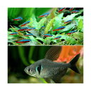 (熱帯魚)カージナルテトラ(ワイルド)(10匹)+ブラックファントム・テトラ(6匹) 北海道航空便要保温