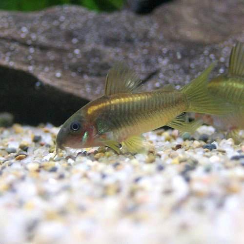 Other - （熱帯魚）コリドラス・イルミネータス　ゴールド（ブリード）（3匹）　北海道・九州航空便要保温
