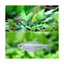 (熱帯魚)カージナルテトラ(ワイルド)(10匹)+コンゴテトラ Sサイズ(5匹) 北海道航空便要保温