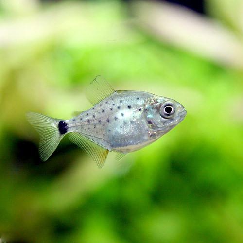 （入荷未定）（熱帯魚）ピラニア・ナッテレリー　Sサイズ（ワイルド）（1匹）　北海道・九州航空便要保温